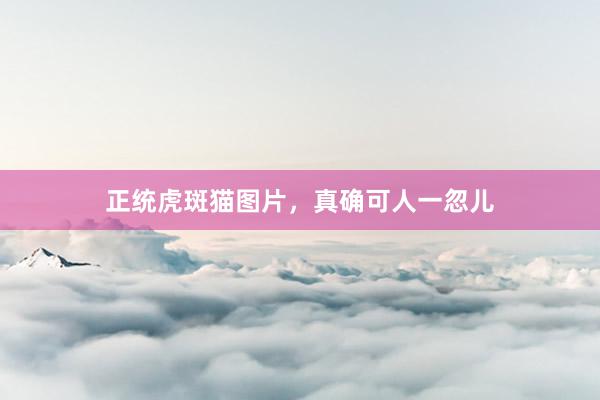 正统虎斑猫图片,真确可人一忽儿
